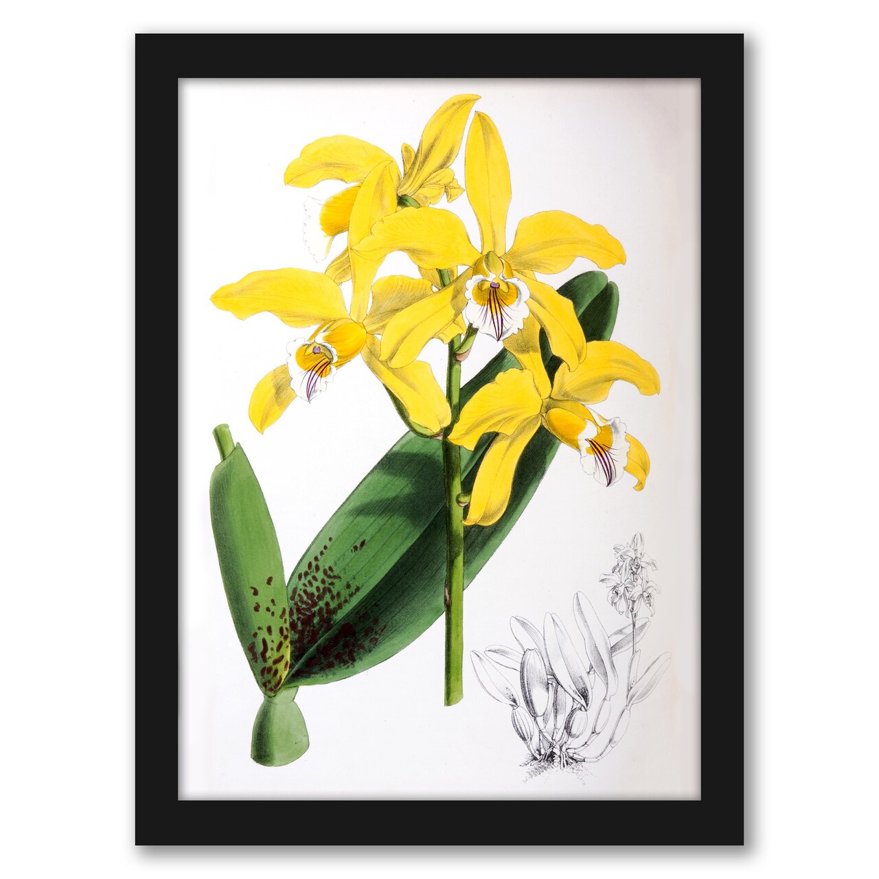 Fitch Orchid Laelia Xanthina by New York Botanical Garden Frame  - Americanflat